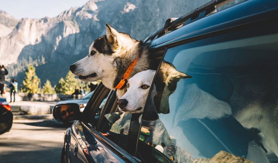Aspectos a considerar si viajas con mascotas